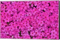 Pink Phlox, Mt, Cuba Center, Hockessin, Delaware Fine Art Print