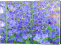 Blue Wild Indigo, Baptisia Australis, A Native American Wildflower Fine Art Print