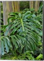 Split Leaf Philodendron And Rainbow Eucalyptus Tree, Kula Botanical Gardens, Maui, Hawaii Fine Art Print