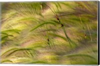 Close-Up Of Foxtail Barley, Medicine Lake National Wildlife Refuge, Montana Fine Art Print