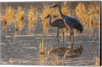 Sandhill Cranes In Water Fine Art Print