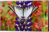 Eurytides Agesilaus Autosilaus Butterfly On Lupine, Bandon, Oregon Fine Art Print