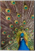 Male Peacock Fanning Out His Tail Feathers Fine Art Print