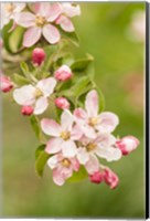 Hood River, Oregon, Close-Up Of Apple Blossoms Fine Art Print