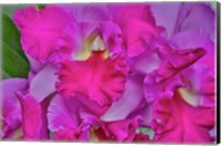Orchids In Longwood Gardens Pennsylvania Fine Art Print
