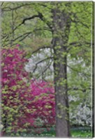 Flowering Crabapple Trees, Chanticleer Garden, Pennsylvania Fine Art Print