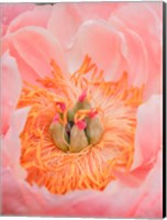 Close-Up Of A Pink Peony Fine Art Print