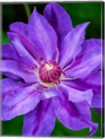 Close-Up Of A Clematis Blossom 2 Fine Art Print