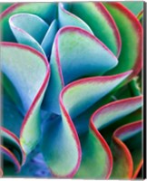 Succulent VII Fine Art Print