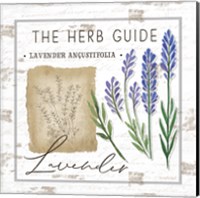 Herb Guide - Lavender Fine Art Print