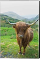 Scottish Highland Cattle VI Fine Art Print