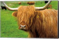 Scottish Highland Cattle I Fine Art Print