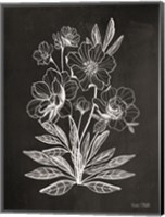 Vintage Chalkboard Flowers Fine Art Print