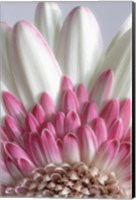 Gerbera Daisy Flower Close-Up Fine Art Print