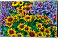 Painted Tongue And Hirta Daisies In Tight Grouping Fine Art Print