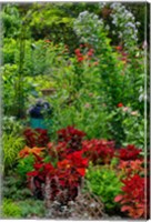 Garden Summer Flowers And Coleus Plants In Bronze And Reds, Sammamish, Washington State Fine Art Print