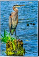 Great Blue Heron, Juanita Bay Park, Kirkland, Washington State Fine Art Print