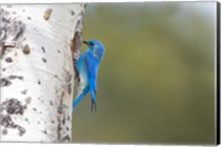 A Male Mountain Bluebird Perching At Its Nest Hole Fine Art Print