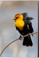 Yellow-Headed Blackbird Perched On A Reed Fine Art Print