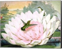 Emerald Hummingbirds Fine Art Print