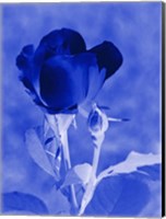 Cobalt Rosebud Fine Art Print