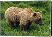 Rain-Soaked Grizzly Bear In Grass, Profile, Denali National Park, Alaska Fine Art Print