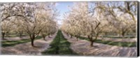 Almond Trees In An Orchard, Central Valley, California Fine Art Print