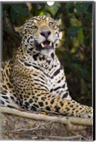 Close-Up Of A Jaguar Snarling Fine Art Print