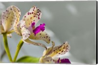 Close-Up Of Orchid Flowers In Bloom Fine Art Print