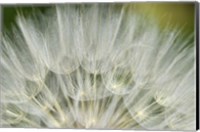 Close-Up Of Dandelion Seed, Lockport Prairie Nature Preserve, Illinois Fine Art Print