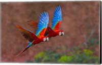 Close Up Of Two Flying Red-And-Green Macaws Fine Art Print