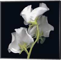 Sweet Pea Fine Art Print