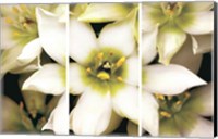 Star of Bethlehem Triptych Fine Art Print