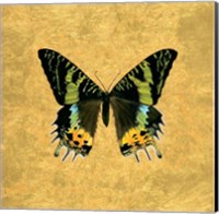 Butterfly on Gold Fine Art Print