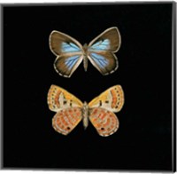 Pair of Butterflies on Black Fine Art Print