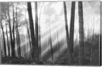 Mystical Forest & Sunbeams Fine Art Print