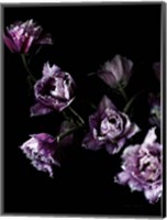 Purple Fringed Tulips III Fine Art Print