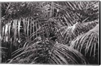 Tropical Fronds BW Fine Art Print