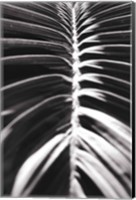 Palm Detail II BW Fine Art Print