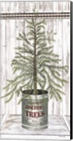 Galvanized Pot Pine Fine Art Print