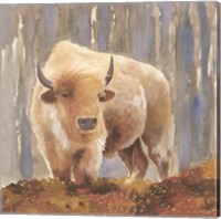 White Buffalo Fine Art Print