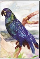 Blue Parrot on Branch 2 Fine Art Print