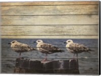 Vintage Seagulls Fine Art Print