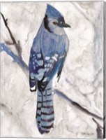 Blue Jay 1 Fine Art Print