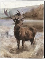 Grand Elk 2 Fine Art Print