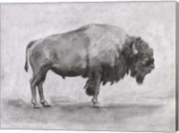 Wild Bison Study I Fine Art Print