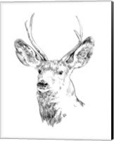 Young Buck Sketch IV Fine Art Print