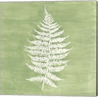 Forest Ferns I Fine Art Print
