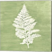 Forest Ferns IV Fine Art Print