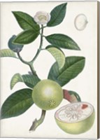 Turpin Tropical Fruit XI Fine Art Print